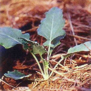Growing Fall Broccoli and Brassicas Image